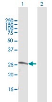 Anti-CDC42EP2 antibody produced in rabbit purified immunoglobulin, buffered aqueous solution