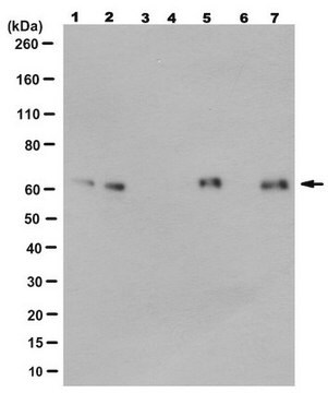 Anti-Beta-Dystrobrevin Antibody, clone 6B5.1 culture supernatant, clone 6B5.1, from mouse