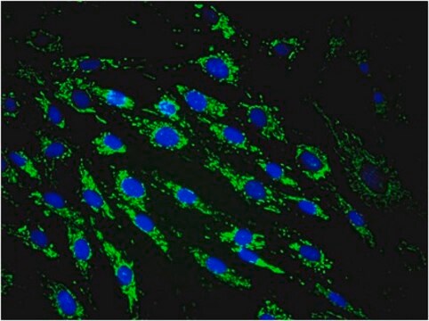 Anticuerpo anti-mitocondrias, clon 113-1, conjugado Alexa Fluor&#8482; 488 clone 113-1, from mouse, ALEXA FLUOR&#8482; 488