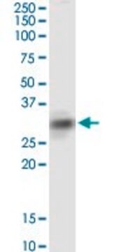 Monoclonal Anti-SIRT4, (C-terminal) antibody produced in mouse clone 1C8, purified immunoglobulin, buffered aqueous solution