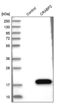 抗-CRABP2 兔抗 Prestige Antibodies&#174; Powered by Atlas Antibodies, affinity isolated antibody, buffered aqueous glycerol solution