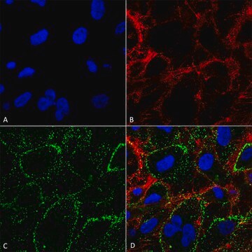 Monoclonal Anti-HSP70 antibody produced in mouse clone 1H11