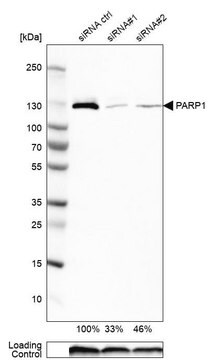 Anti-PARP1 antibody produced in rabbit Prestige Antibodies&#174; Powered by Atlas Antibodies, affinity isolated antibody, buffered aqueous glycerol solution