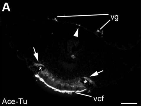 Monoklonales Anti-Tubulin, acetyliert in Maus hergestellte Antikörper clone 6-11B-1, ascites fluid