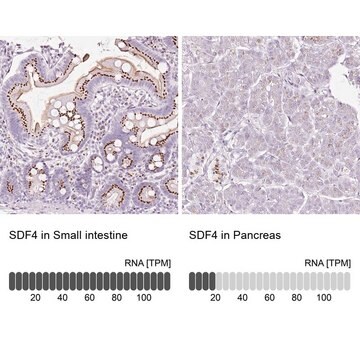 Anti-SDF4 antibody produced in rabbit Prestige Antibodies&#174; Powered by Atlas Antibodies, affinity isolated antibody, buffered aqueous glycerol solution