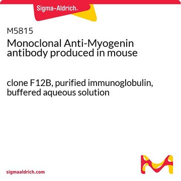 モノクロナール抗ミオゲニン マウス宿主抗体 clone F12B, purified immunoglobulin, buffered aqueous solution