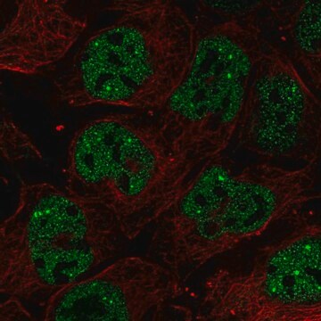 Anti-RNF34 antibody produced in rabbit Prestige Antibodies&#174; Powered by Atlas Antibodies, affinity isolated antibody