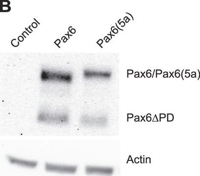 Anticorpo anti-PAX6 from rabbit, purified by affinity chromatography