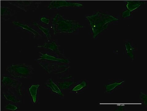 モノクローナル抗CD19抗体 マウス宿主抗体 clone 1C9, purified immunoglobulin, buffered aqueous solution