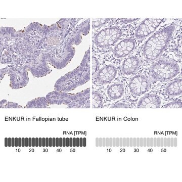 Anti-ENKUR antibody produced in rabbit Prestige Antibodies&#174; Powered by Atlas Antibodies, affinity isolated antibody, buffered aqueous glycerol solution