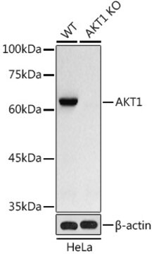 [KO Validated]Anti-AKT1 Antibody, clone 0O8L9, Rabbit Monoclonal