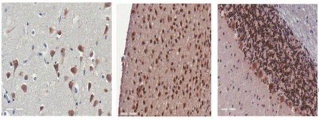 Anti-Cytochrome P450 26B1 Antibody, clone 4B7.2 clone 4B7.2, from mouse