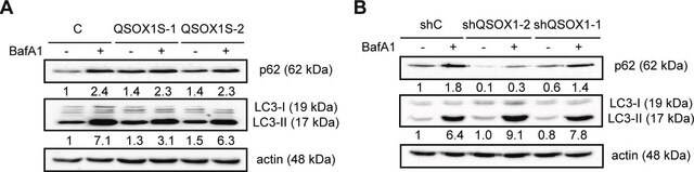 Anti-LC3 ~1&#160;mg/mL, affinity isolated antibody, buffered aqueous solution