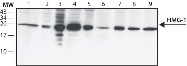 Anti-HMG-1 antibody, Mouse monoclonal clone HAP46.5, purified from hybridoma cell culture