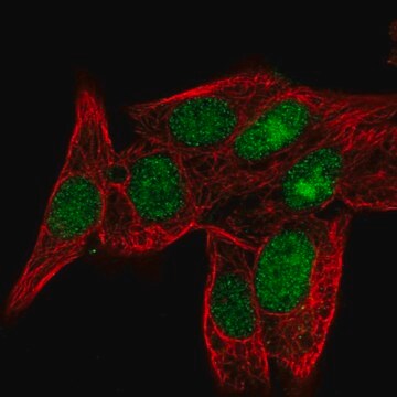 抗PPIL3抗体 ウサギ宿主抗体 Prestige Antibodies&#174; Powered by Atlas Antibodies, affinity isolated antibody