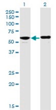 Monoclonal Anti-PPP2R5D antibody produced in mouse clone 4E12, purified immunoglobulin, buffered aqueous solution