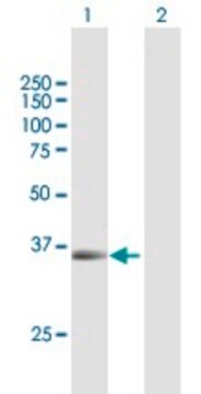 Anti-PAX9 antibody produced in mouse purified immunoglobulin, buffered aqueous solution