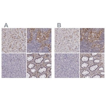 Anti-CD14 antibody produced in rabbit Prestige Antibodies&#174; Powered by Atlas Antibodies, affinity isolated antibody, buffered aqueous glycerol solution