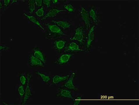 ANTI-HTRA2 antibody produced in mouse clone 6H8, purified immunoglobulin, buffered aqueous solution