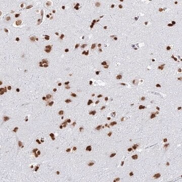 Anti-GBP3 antibody produced in rabbit Prestige Antibodies&#174; Powered by Atlas Antibodies, affinity isolated antibody, buffered aqueous glycerol solution