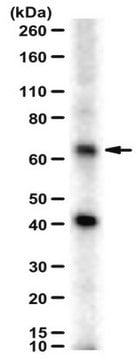 Anti-SPTLC2 Antibody serum, from rabbit