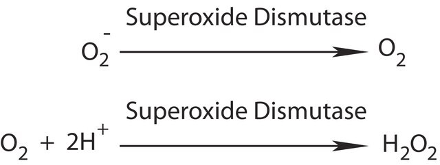 Superoxide Dismutase from bovine erythrocytes BioUltra, lyophilized powder, &#8805;4,500&#160;units/mg protein, &#8805;97% (SDS-PAGE)