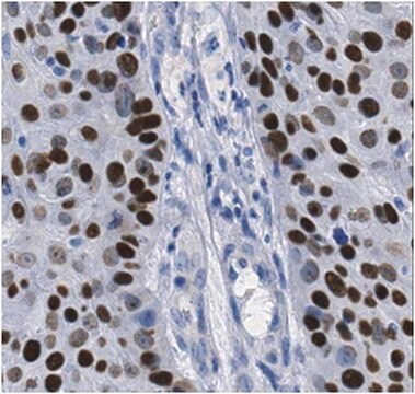 抗p40抗体 from rabbit, purified by affinity chromatography