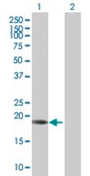 Anti-CD8A antibody produced in mouse purified immunoglobulin, buffered aqueous solution