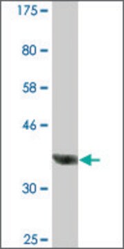 Monoclonal Anti-CDKL1 antibody produced in mouse clone 8B2, ascites fluid, solution