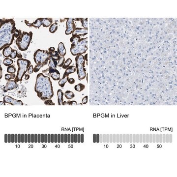 Anti-BPGM antibody produced in rabbit Prestige Antibodies&#174; Powered by Atlas Antibodies, affinity isolated antibody, buffered aqueous glycerol solution