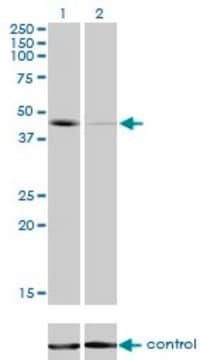 Monoclonal Anti-T antibody produced in mouse clone 5H8, purified immunoglobulin, buffered aqueous solution