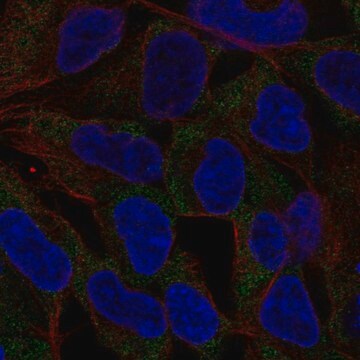 Anti-NLRP11 antibody produced in rabbit Prestige Antibodies&#174; Powered by Atlas Antibodies, affinity isolated antibody