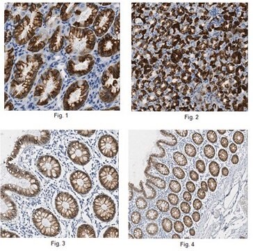 Anti-AGR2 Antibody, clone 5G1.1 clone 5G1.1, from mouse