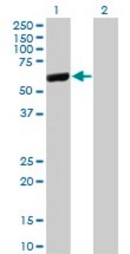 Monoclonal Anti-LAP3 antibody produced in mouse clone 4G10, purified immunoglobulin, buffered aqueous solution