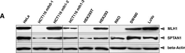 Anticorps anti-chaîne alpha de la spectrine (non érythroïde), clone&nbsp;AA6 clone AA6, Chemicon&#174;, from mouse