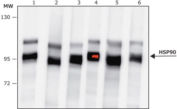 Przeciwciało anty-HSP90produkowane u królików affinity isolated antibody, buffered aqueous solution