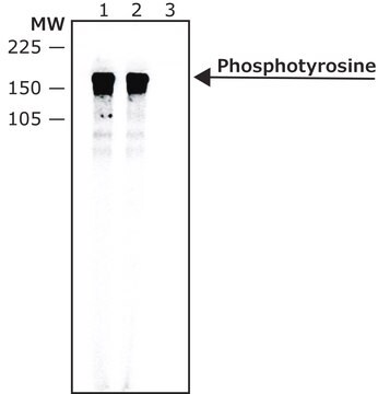 抗 磷酸酪氨酸抗体，小鼠单克隆 clone pT-154, purified from hybridoma cell culture