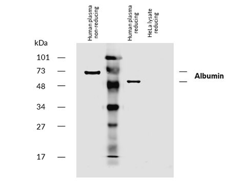 Monoclonal Anti-Albumin Biotin produced in mouse