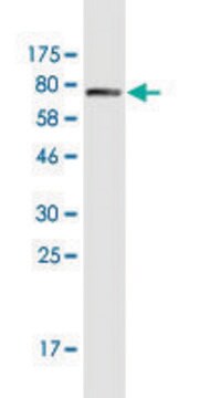 Monoclonal Anti-KRT6B antibody produced in mouse clone 1C4, purified immunoglobulin, buffered aqueous solution