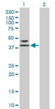 Anti-LAG3 antibody produced in rabbit purified immunoglobulin, buffered aqueous solution