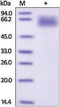 SERPIN A3 human recombinant, expressed in HEK 293 cells, &#8805;95% (SDS-PAGE)