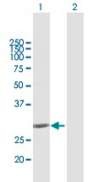 Anti-NQO1 antibody produced in mouse purified immunoglobulin, buffered aqueous solution