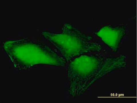 Anti-THAP4 antibody produced in mouse purified immunoglobulin, buffered aqueous solution