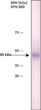 Anti-hABH1 antibody, Mouse monoclonal clone hABH1-151, purified from hybidoma cell culture