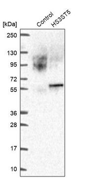 Anti-HS3ST5 antibody produced in rabbit Prestige Antibodies&#174; Powered by Atlas Antibodies, affinity isolated antibody