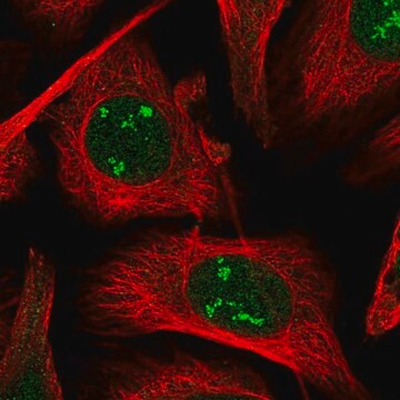 Anty-POLR1A Prestige Antibodies&#174; Powered by Atlas Antibodies, affinity isolated antibody