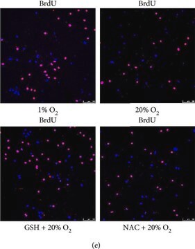 Anti-BrdU antibody, Mouse monoclonal clone BU-33, purified from hybridoma cell culture