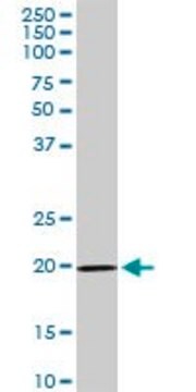 Anti-IL17D antibody produced in rabbit purified immunoglobulin, buffered aqueous solution