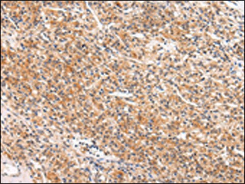 Anti-APLN affinity isolated antibody