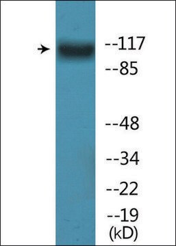 Anti-phospho-FLT3 (pTyr842) antibody produced in rabbit affinity isolated antibody